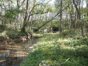 Riparian wetland on Peoria ANGB